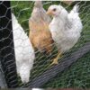 esagonale polli - recinzioni Lombardia - Pali - Reti